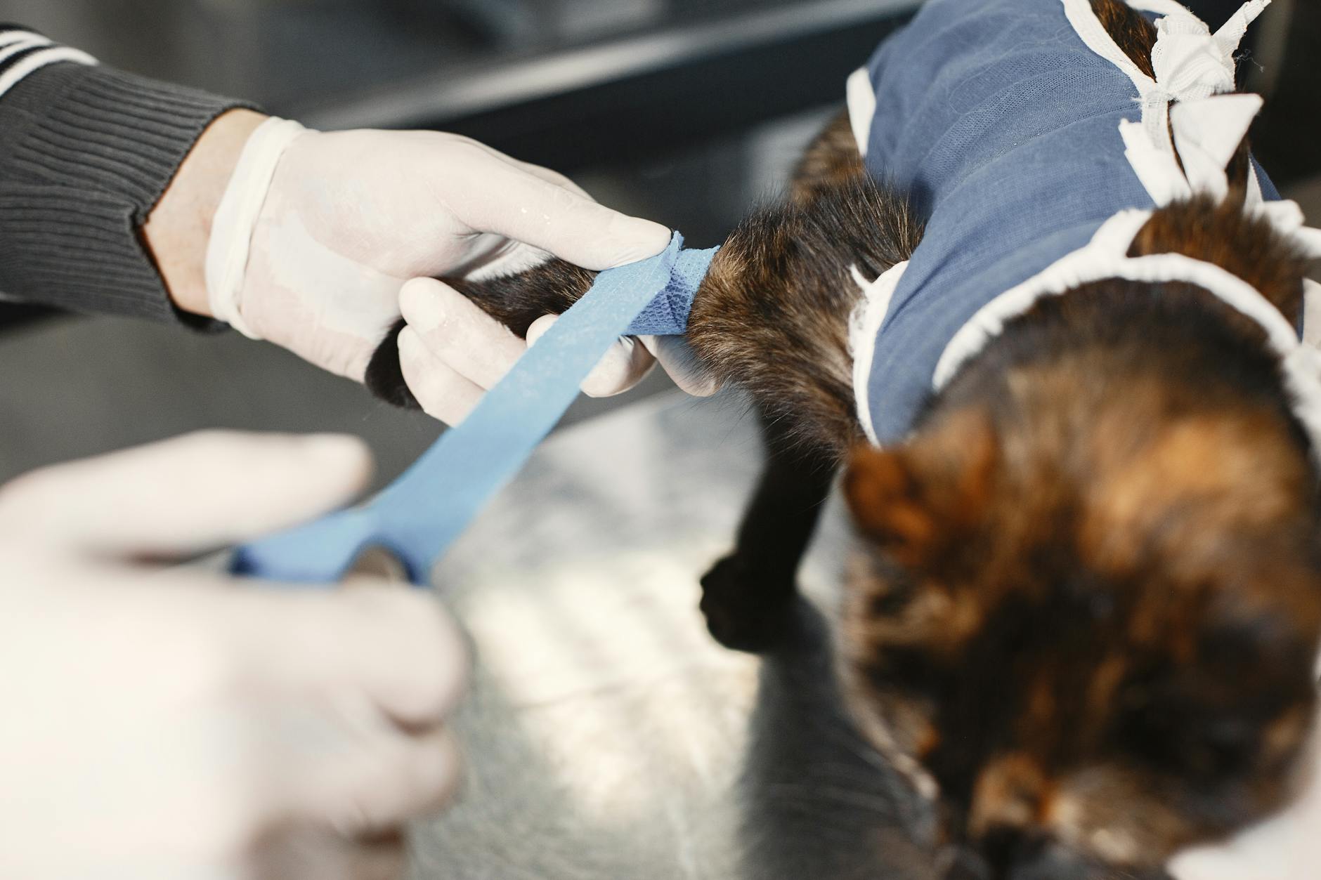 How to Protect Your Veterinary Records Online - Featured image