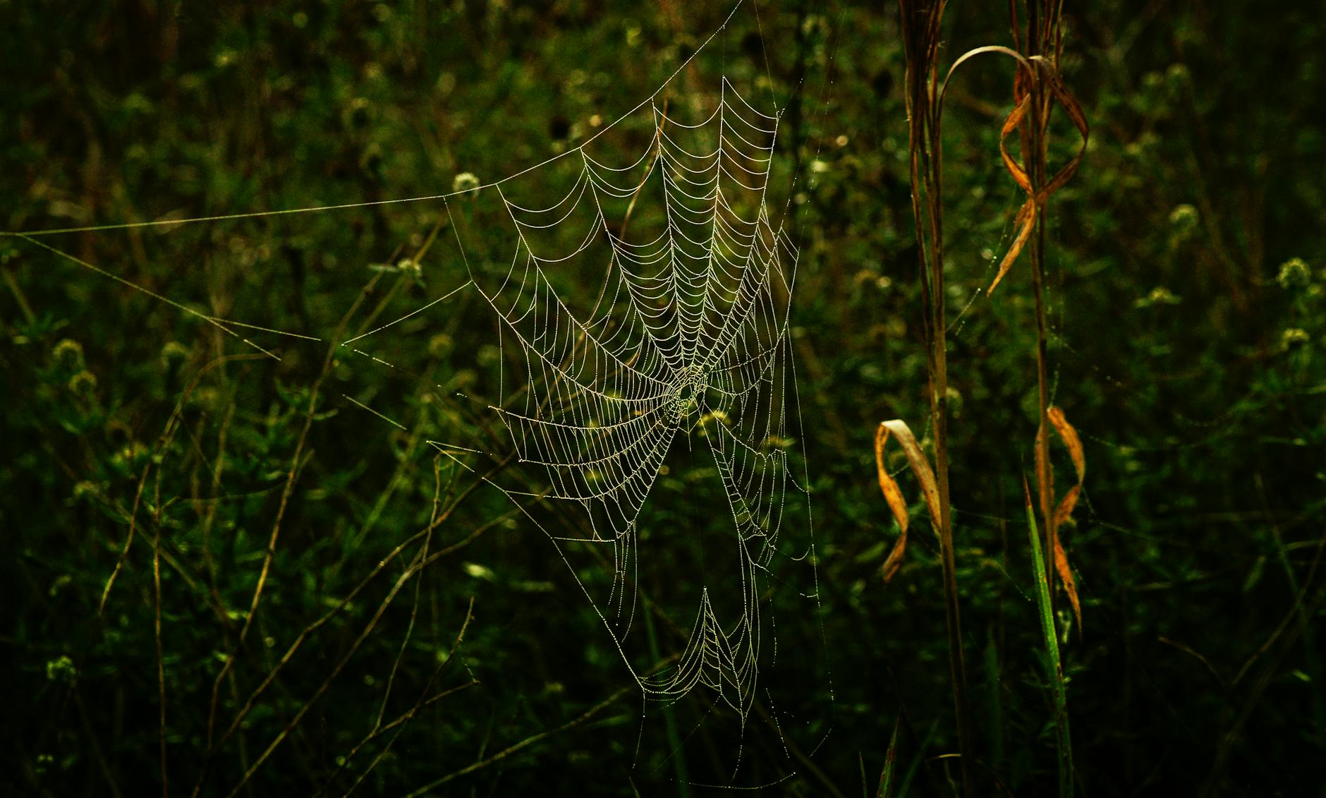 The Legal Landscape: What Protections Actually Exist?