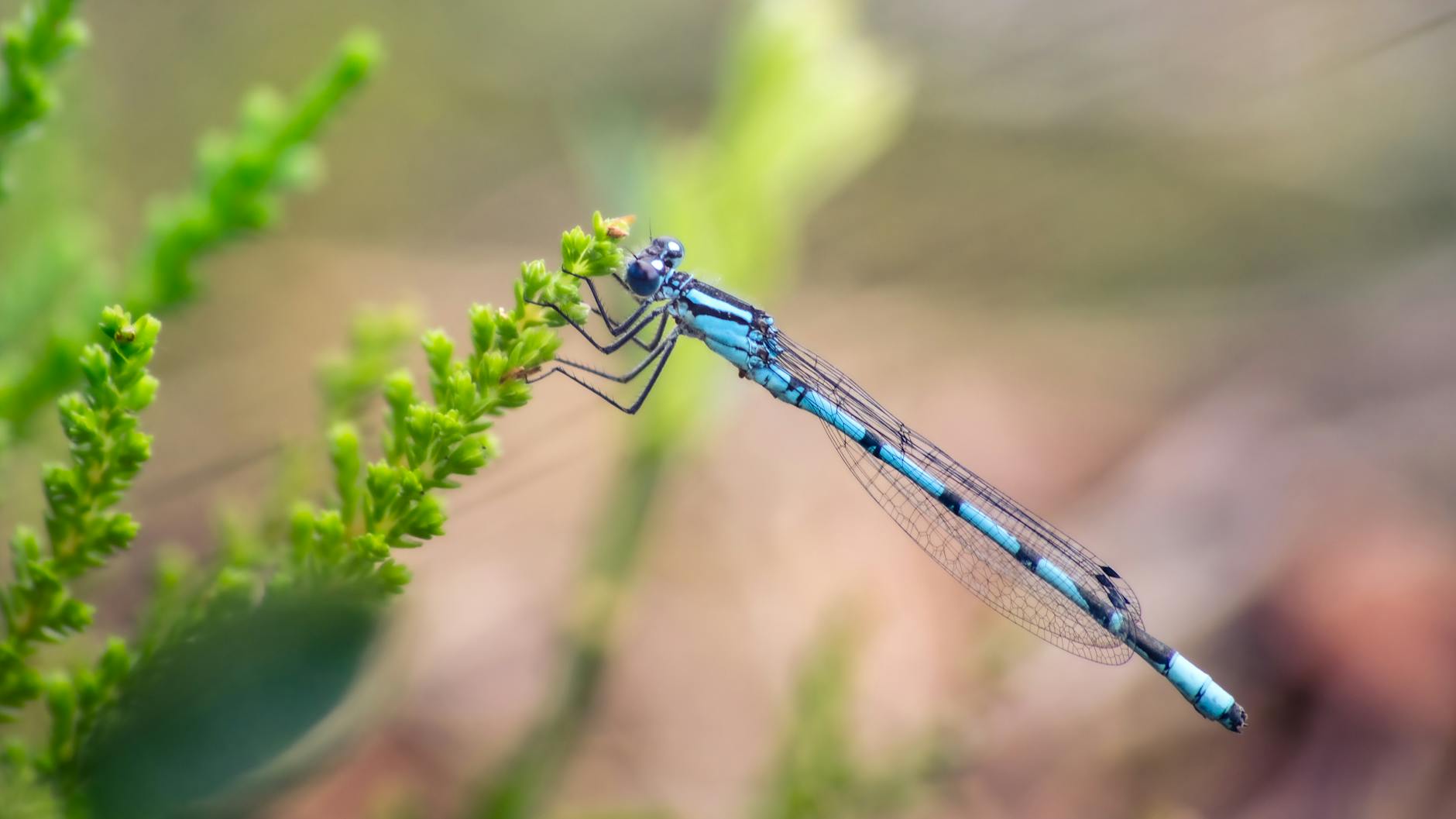 What Are the Most Common Warning Signs That Your Shopping Account Has Been Compromised?