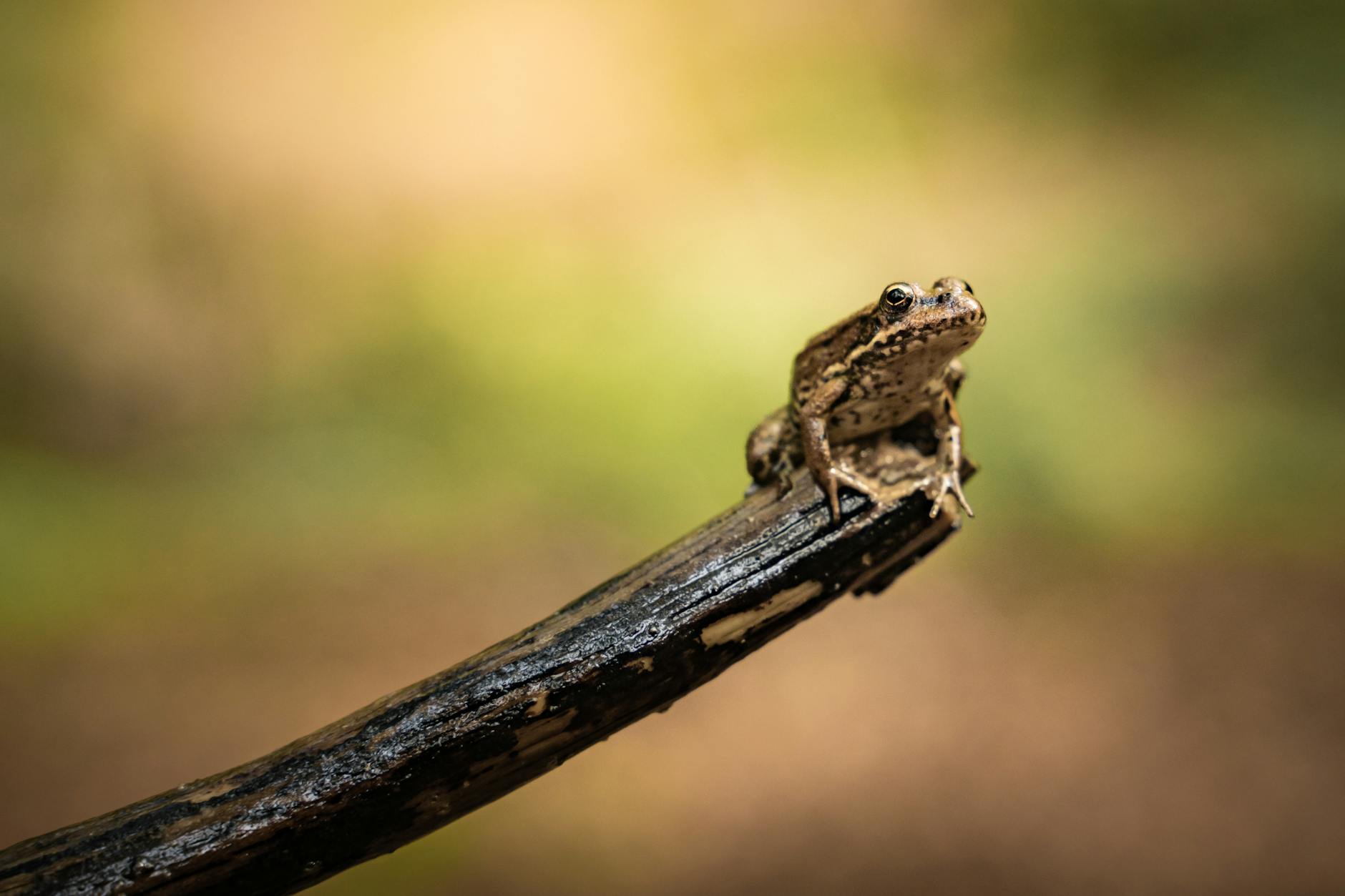 Why Are Small Businesses Prime Targets for Data Breaches?