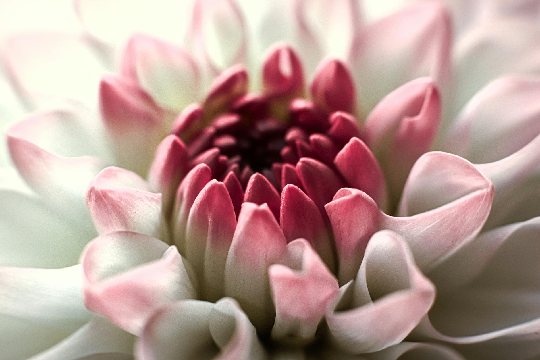 Why Are Social Media Accounts Targeted by Hackers?