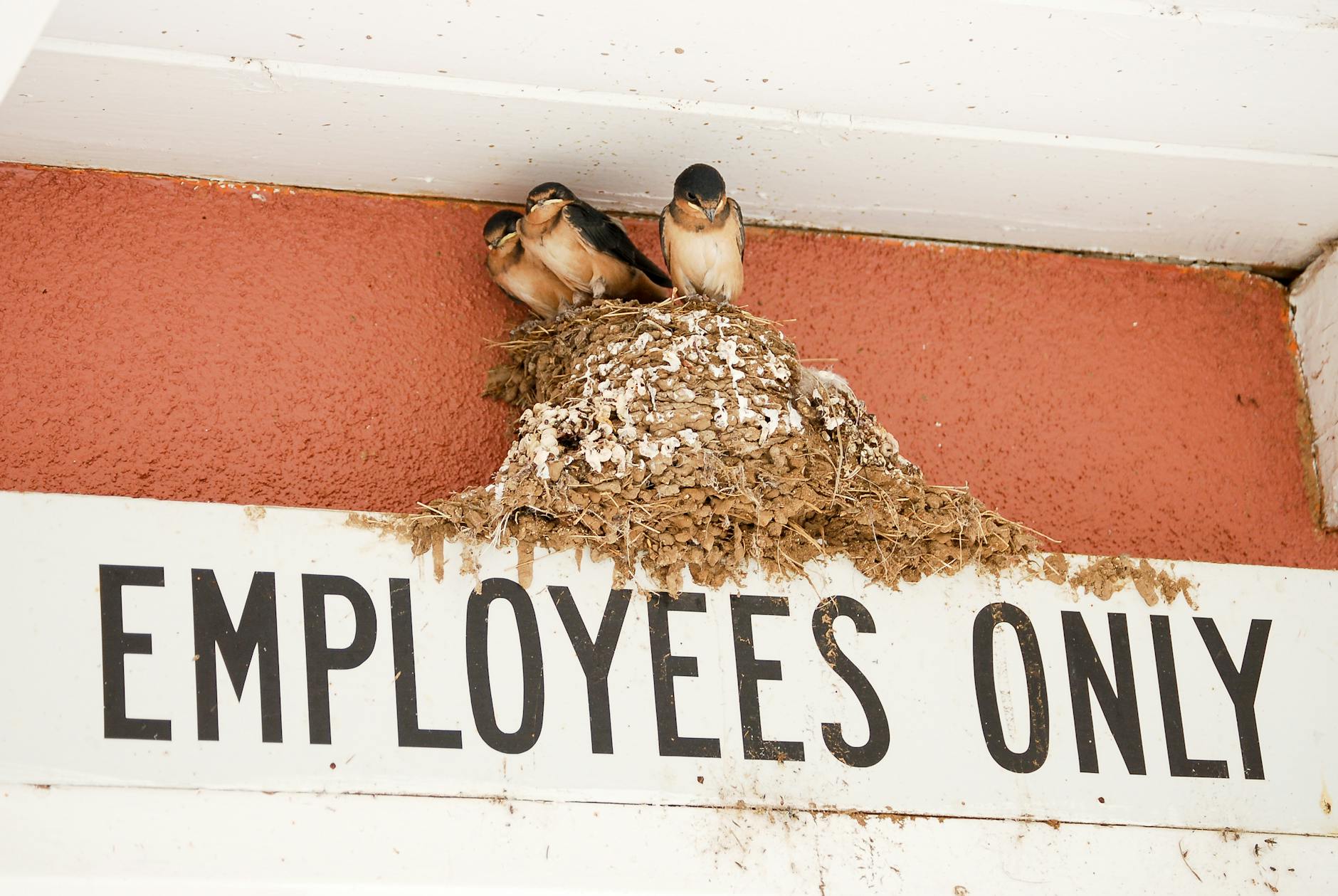 Signs Your Employee Records Have Been Exposed - Featured image