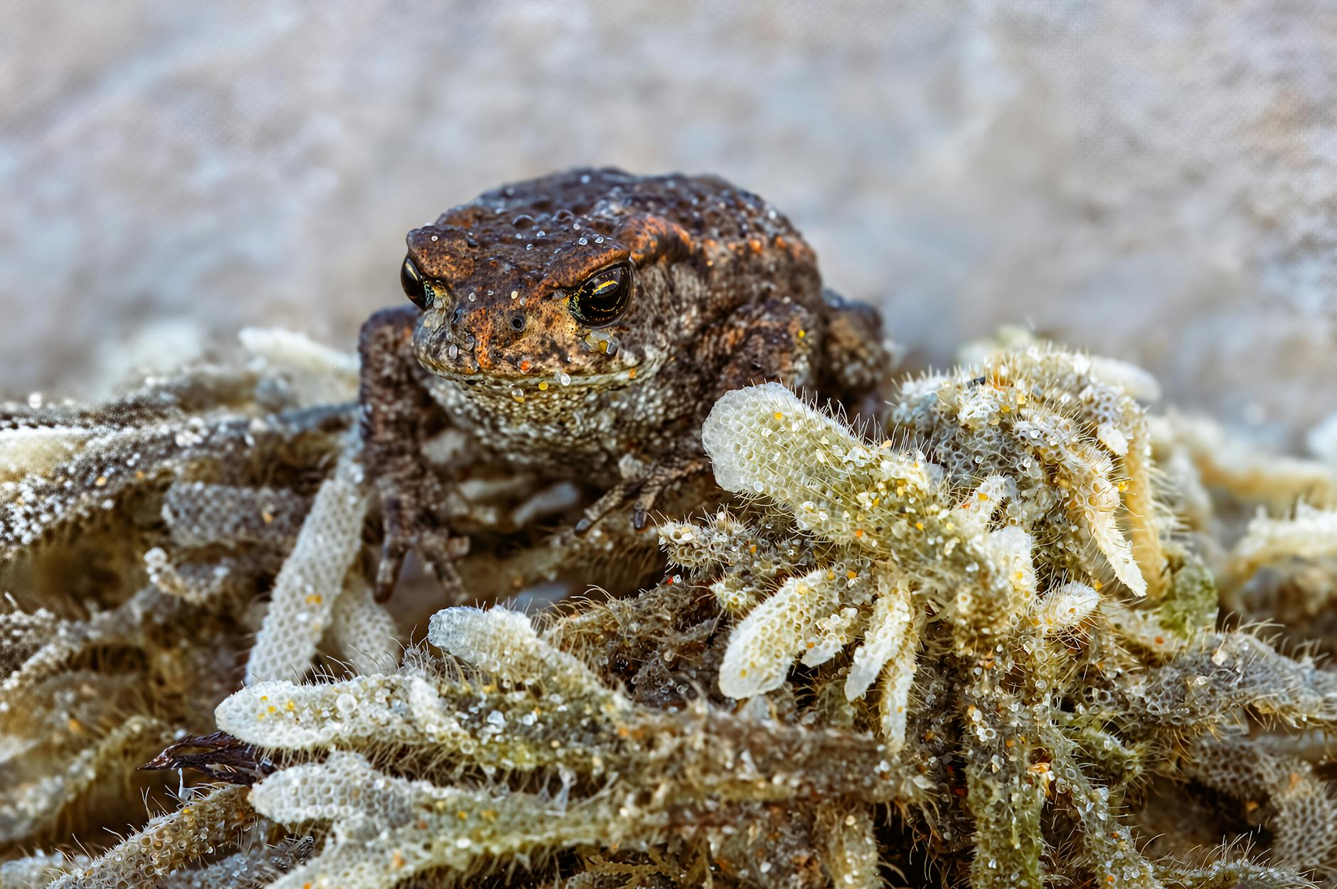 What Are the Most Common Signs of a Compromised Podcast Subscription?