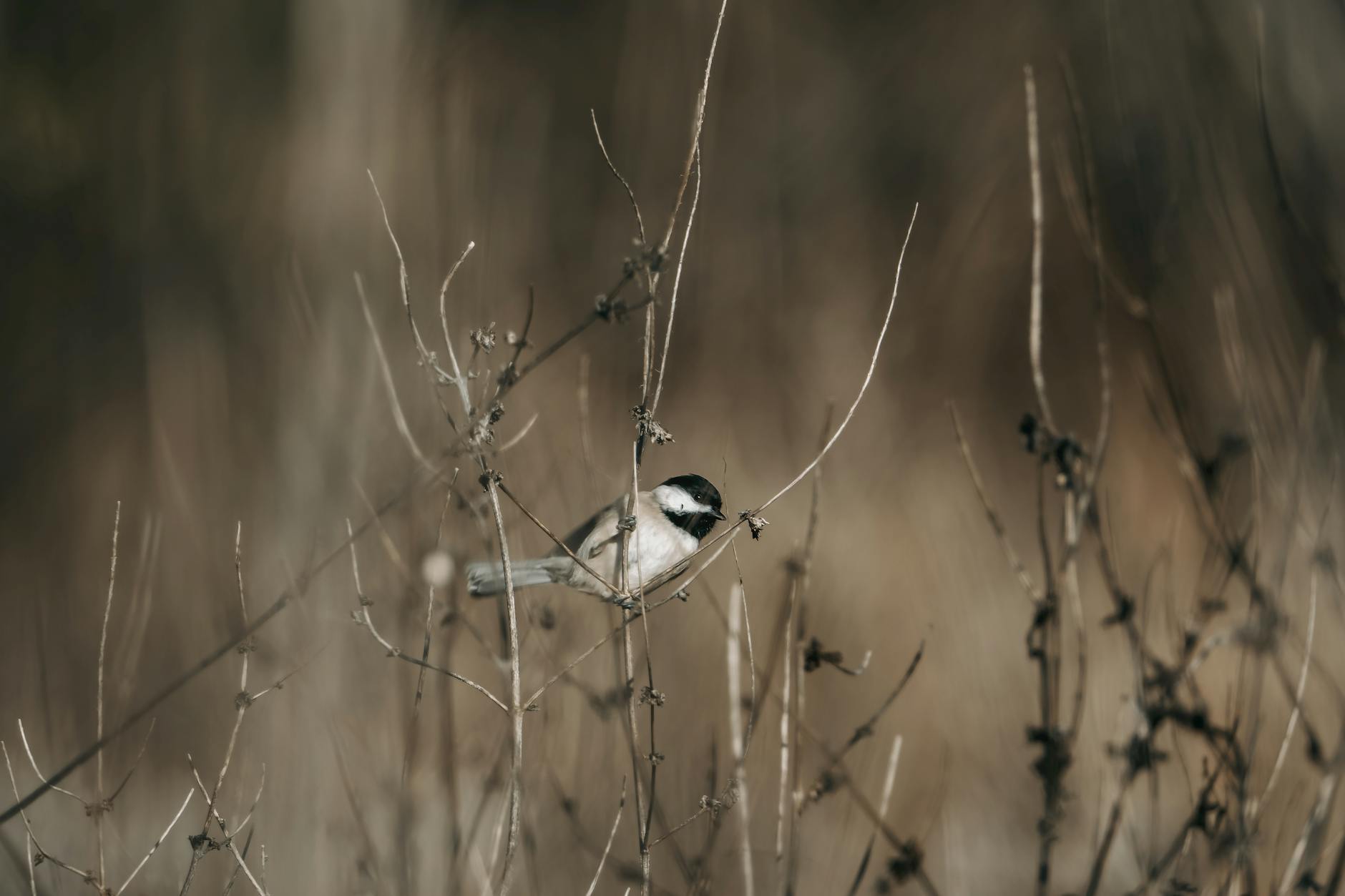 Data Brokers Already Have Your Location History