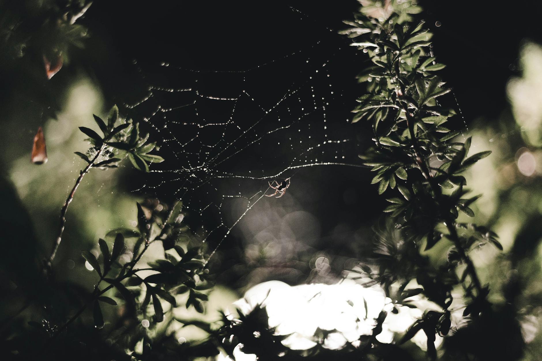 Searching Dark Web Markets and Paste Sites Yourself