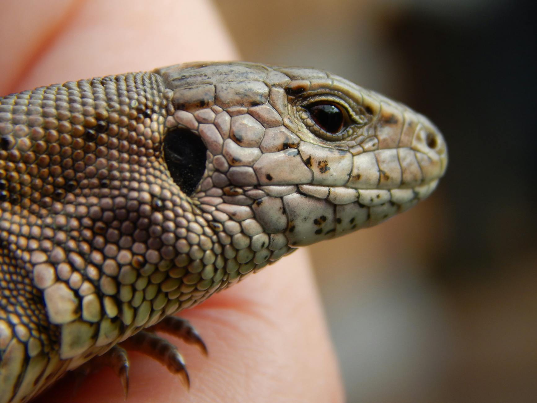 What Are the Most Common Warning Signs of a Compromised Pet Insurance Account?