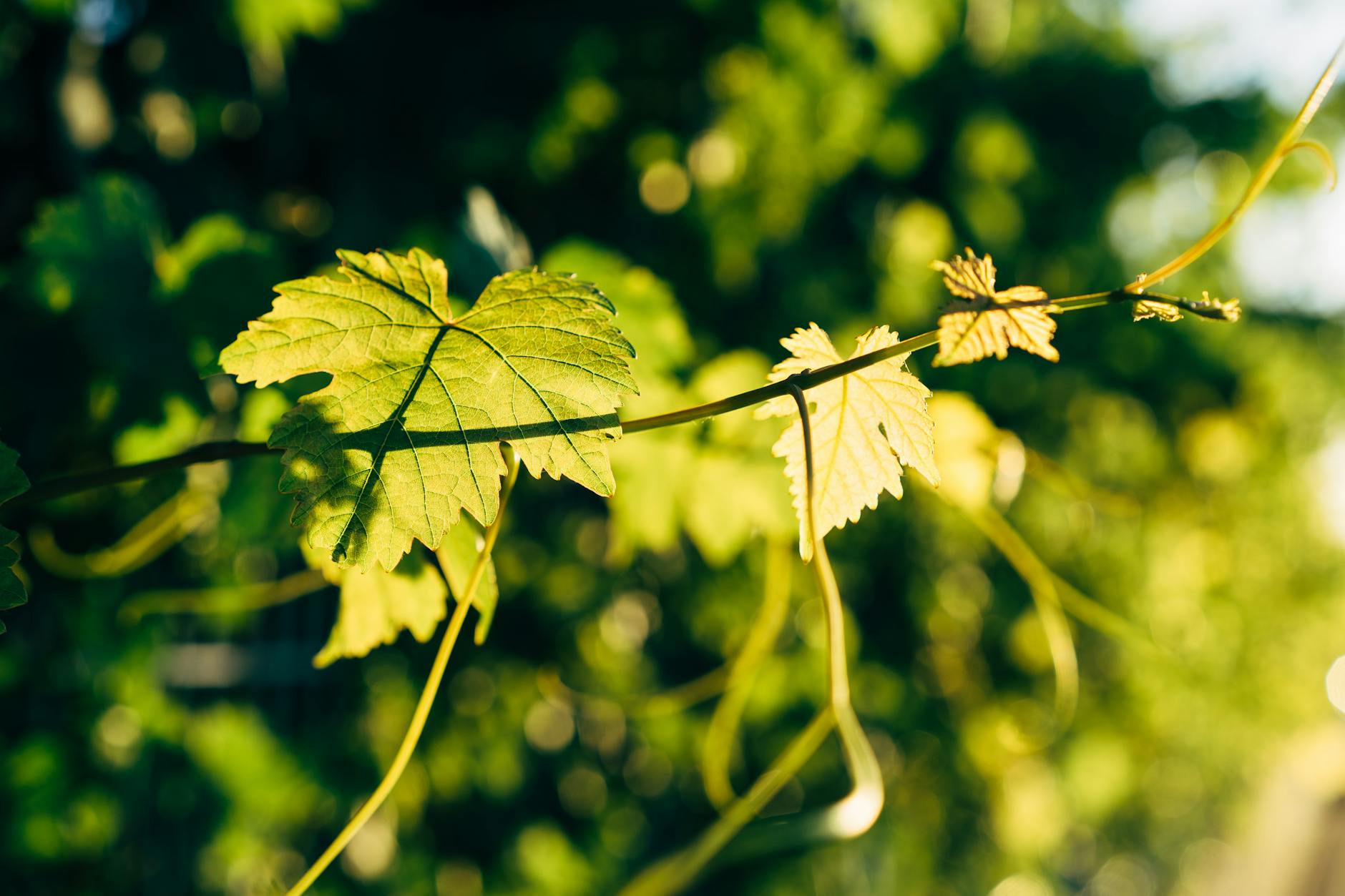 SHOULD YOU LEAVE YOUR WINE CLUB AFTER A MEMBERSHIP DATA LEAK?